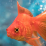 Goldfish ka Scientific Naam Kya hai 2022? 1 Goldfish