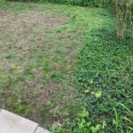 Common Lawn Problems and How to Fix Them 2 Common Lawn Problems and How to Fix Them