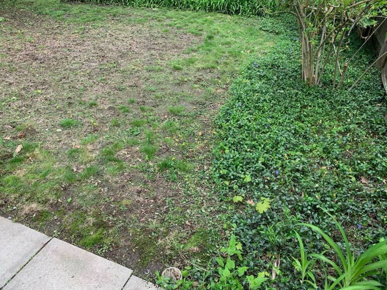 Common Lawn Problems and How to Fix Them Common Lawn Problems and How to Fix Them