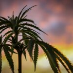Unwrapping the Gushers Strain Bag: A Flavorful Experience 2 Photo Cannabis buds
