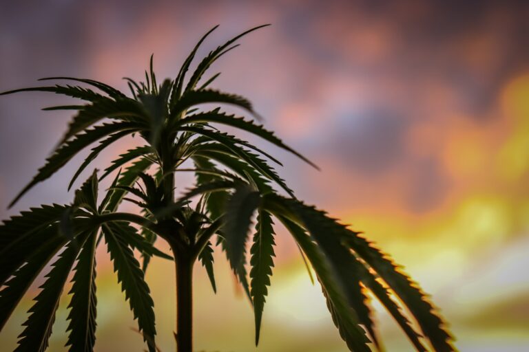 Unwrapping the Gushers Strain Bag: A Flavorful Experience Photo Cannabis buds