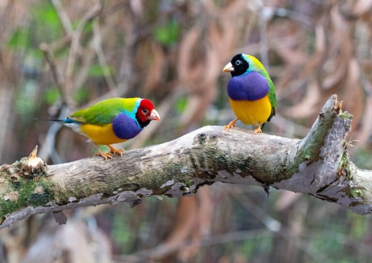 Photo Colorful birds