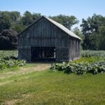 Photo Tobacco leaves