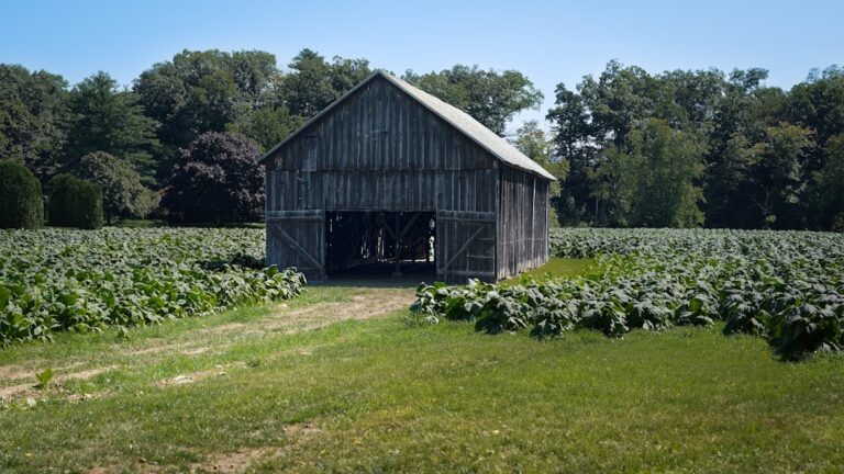 Photo Tobacco leaves