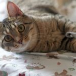 Mixing Husky and German Shepherd: The Ultimate Hybrid 3 Photo Mixed breed