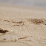 Strawberry Crab Size: How Big Do They Grow? 3 Photo Small crab